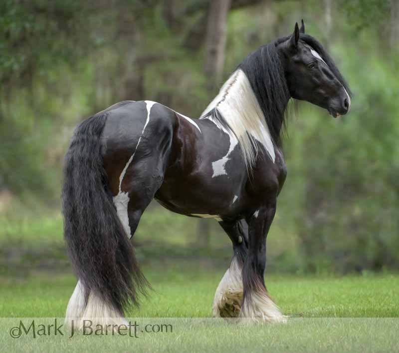 Black and White Tobiano Gypsy Cob Stallion